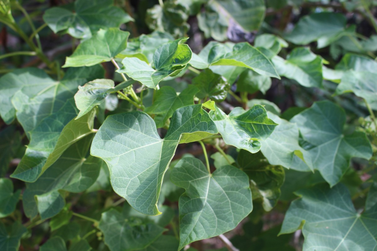 Jatropha curcas L.